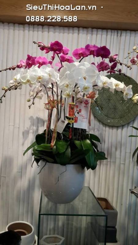 Shop Hoa Lan Hồ Điệp