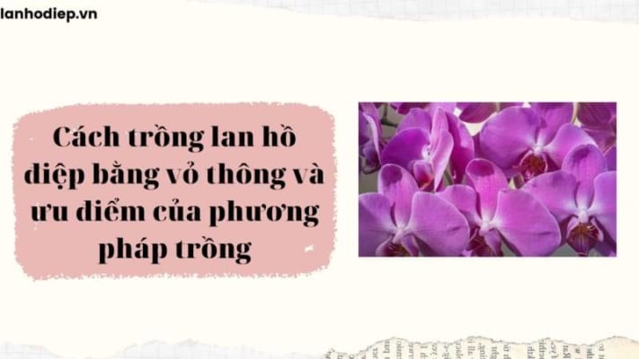 Cach Trong Lan Bang Vo Thong
