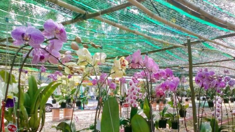 Shop Hoa Lan Hồ Điệp