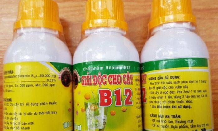Giới Thiệu Về Vitamin B12 Cho Lan