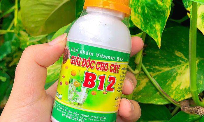 Dùng Vitamin B12 Giải Độc, Chống Sốc Phân Cho Lan