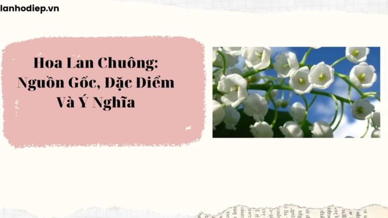 Shop Hoa Lan Hồ Điệp