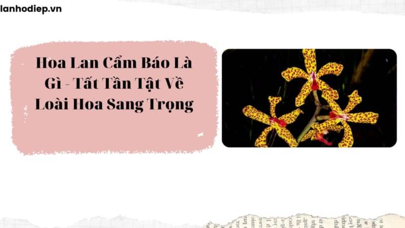 Shop Hoa Lan Hồ Điệp