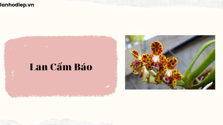 Lan-Cam-Bao