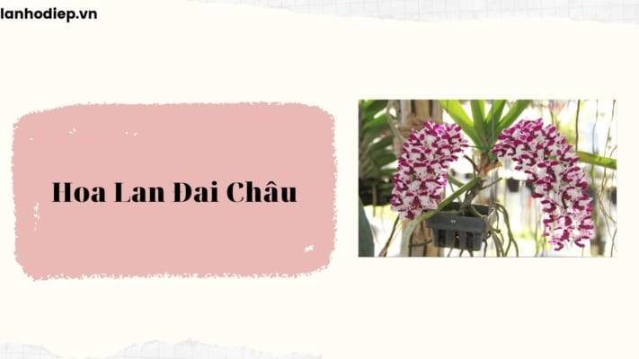 Hoa Lan Dai Chau