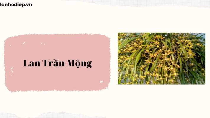 Lan Tran Mong