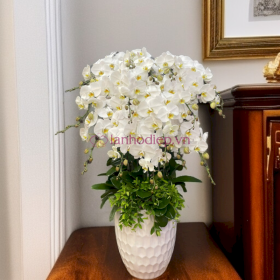 Lan Ho Diep 20 Canh 1