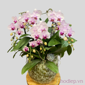 Lan Ho Diep 5C Sac Xuan