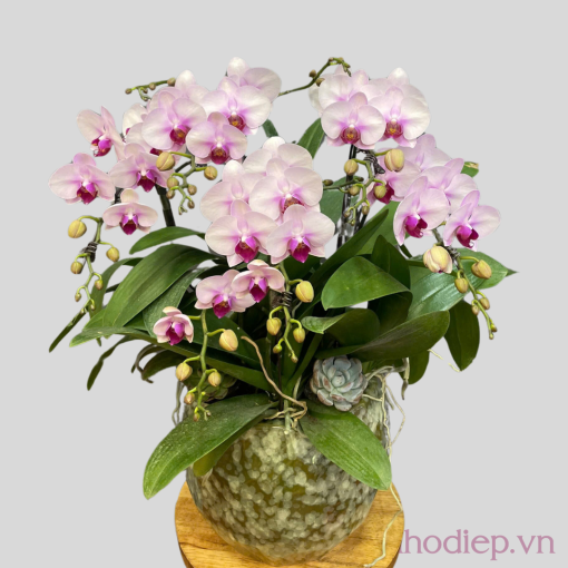 Lan Ho Diep 5C Sac