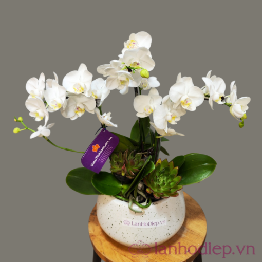 Lan Ho Diep Mini 3Canh