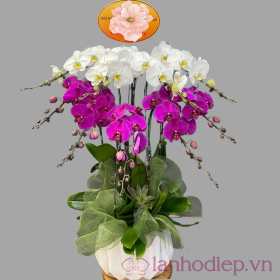 Lan Ho Diep Thinh Vuong 7C