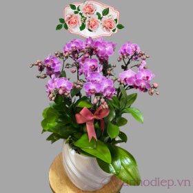 Lan Ho Diep Tim Soc 7C