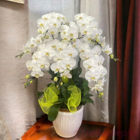 Lan Ho Diep Trang 7C