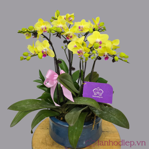 Lan Ho Diep Vang 7C