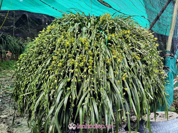 mua lan trần mộng đẹp tại Hà Nội