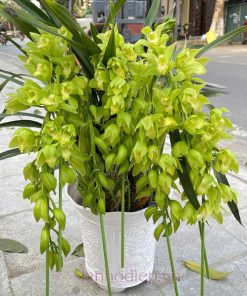 Địa lan cong hoàng quý phi