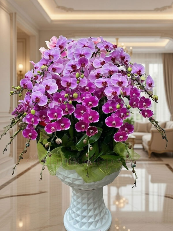 Dịch Vụ Thu Mua Lan Hồ Điệp Sau Tết Tận Nơi Giá Tốt 30 Nhận Mua Lan Hồ Điệp Chậu Lớn Nhỏ