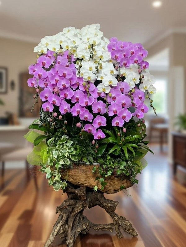 Dịch Vụ Thu Mua Lan Hồ Điệp Sau Tết Tận Nơi Giá Tốt 29 Dịch Vụ Thu Mua Lan Hồ Điệp Tận Nơi