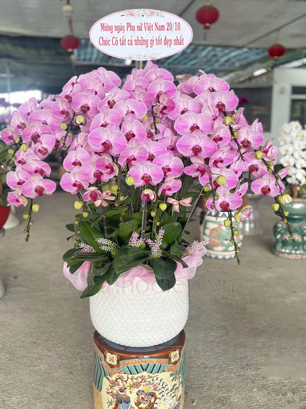 Dịch Vụ Thu Mua Lan Hồ Điệp Sau Tết Tận Nơi Giá Tốt 26 Địa Điểm Thu Mua Hoa Lan Hồ Điệp Trưng Bày Tết Thanh Lý