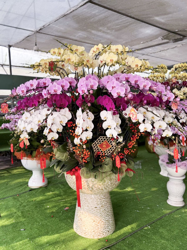 Dịch Vụ Thu Mua Lan Hồ Điệp Sau Tết Tận Nơi Giá Tốt 21 Dịch Vụ Thu Mua Chậu Lan Hồ Điệp Thanh Lý Sau Tết