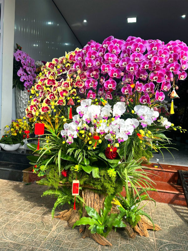 Dịch Vụ Thu Mua Lan Hồ Điệp Sau Tết Tận Nơi Giá Tốt 24 Dịch Vụ Thu Mua Lan Hồ Điệp Sau Tết Uy Tín, Định Giá Minh Bạch, Nhận Lan Số Lượng Lớn Tại Nhà.