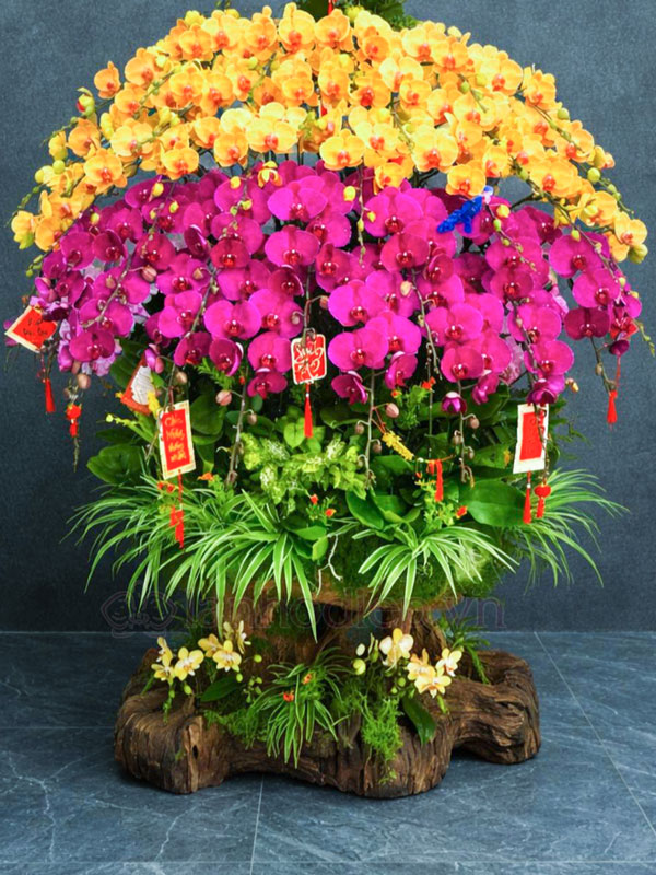 Dịch Vụ Thu Mua Lan Hồ Điệp Sau Tết Tận Nơi Giá Tốt 23 Dịch Vụ Thu Mua Lan Hồ Điệp Sau Tết Chuyên Nghiệp, Tiết Kiệm Thời Gian, Không Cần Chăm Sóc Lại.