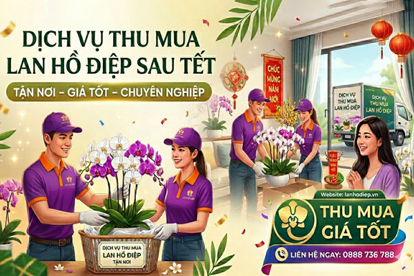 Dịch Vụ Thu Mua Lan Hồ Điệp Tết Giá Cao