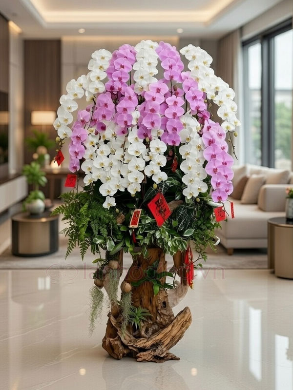 Dịch Vụ Thu Mua Lan Hồ Điệp Sau Tết Tận Nơi Giá Tốt 17 Cách Trồng Hồ Điệp Sau Tết