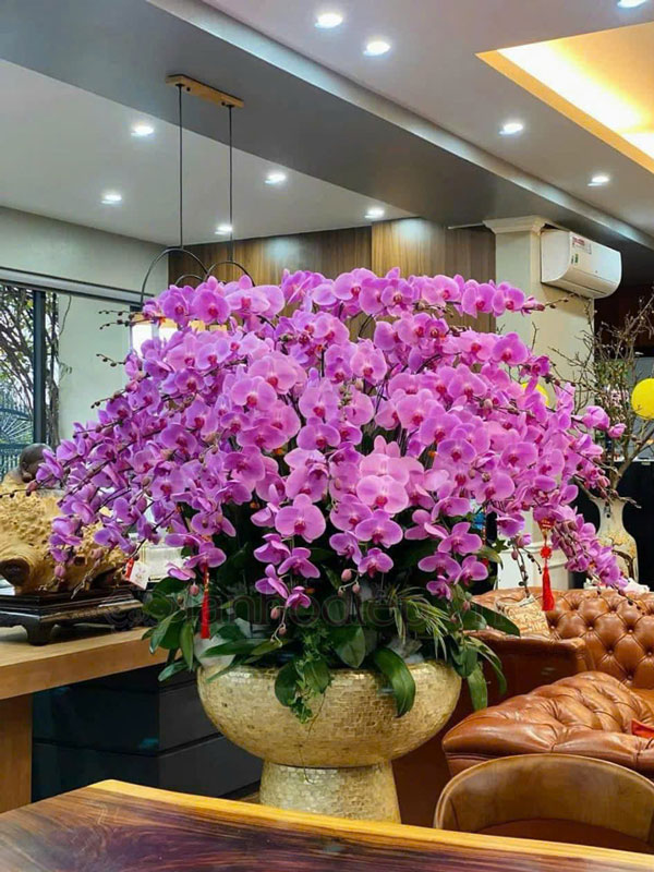 Dịch Vụ Thu Mua Lan Hồ Điệp Sau Tết Tận Nơi Giá Tốt 27 Mua Lại Lan Hồ Điệp Sau Khi Chơi Tết