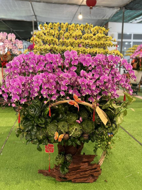 Dịch Vụ Thu Mua Lan Hồ Điệp Sau Tết Tận Nơi Giá Tốt 19 Nơi Thu Mua Hoa Lan Hồ Điệp Sau Tết Thanh Lý