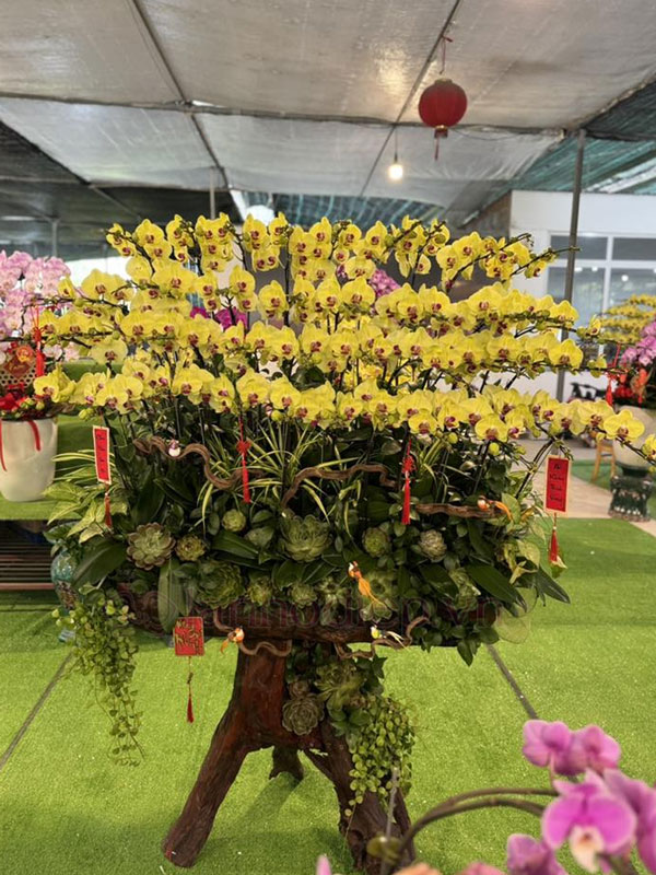 Dịch Vụ Thu Mua Lan Hồ Điệp Sau Tết Tận Nơi Giá Tốt 20 Thu Mua Lan Hồ Điệp Ghép Lũa Sau Tết