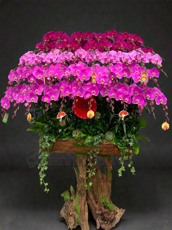 Dịch Vụ Thu Mua Lan Hồ Điệp Sau Tết Tận Nơi Giá Tốt 32 Thu Mua Hoa Lan Sau Tết Giá Cao Tại Hà Nội