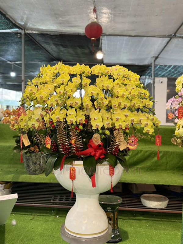 Dịch Vụ Thu Mua Lan Hồ Điệp Sau Tết Tận Nơi Giá Tốt 22 Thu Mua Lan Hồ Điệp Sau Tết Tại Nhà, Giải Pháp Nhanh Gọn Cho Lan Đã Chơi Tết.