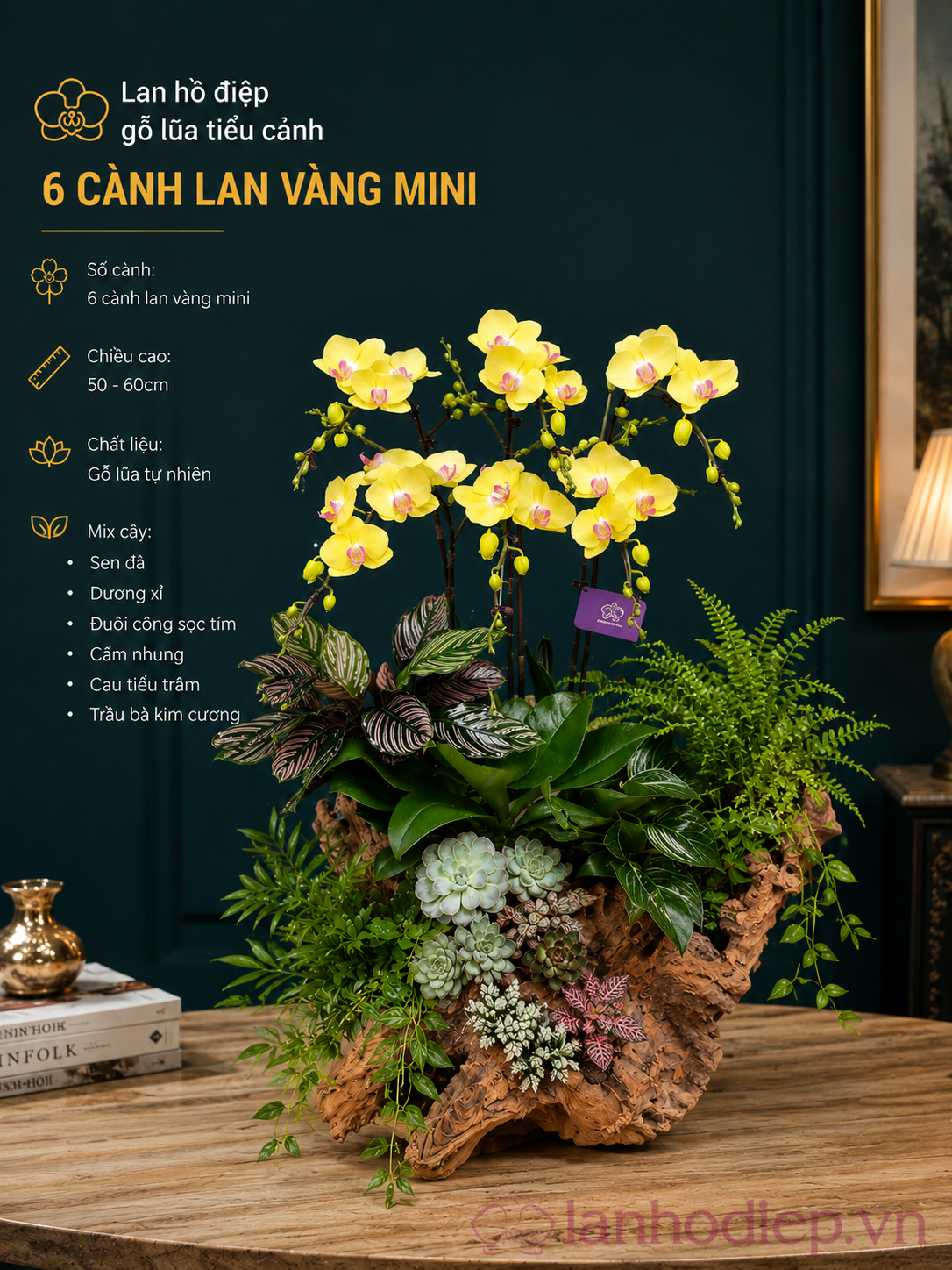 Mẫu Lan Hồ Điệp Tặng Khai Trương Sang Trọng – Lời Chúc Khởi Đầu Thuận Lợi Và Phát Triển 19 Lan Hồ Điệp Tặng Khai Trương