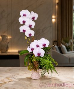 Lan Hồ Điệp Khai Giảng 2 Cành Trắng 5 Lan Ho Diep Khai Giang 2 3