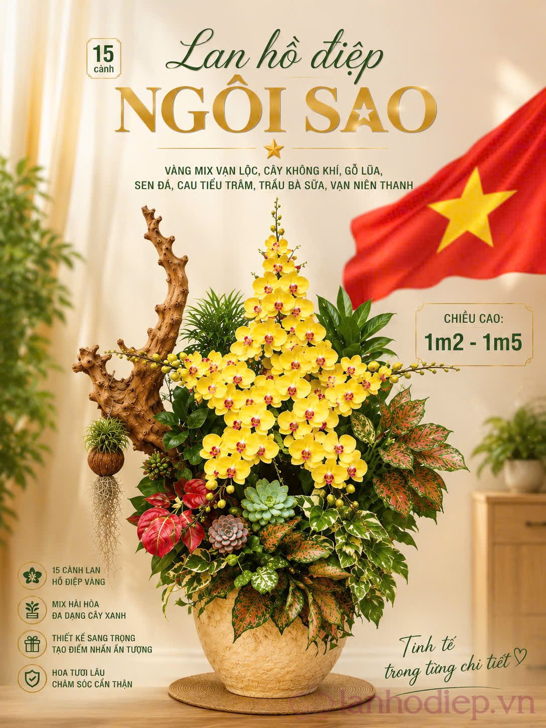 Lan Hồ Điệp Vàng